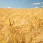 Grano Ucraina