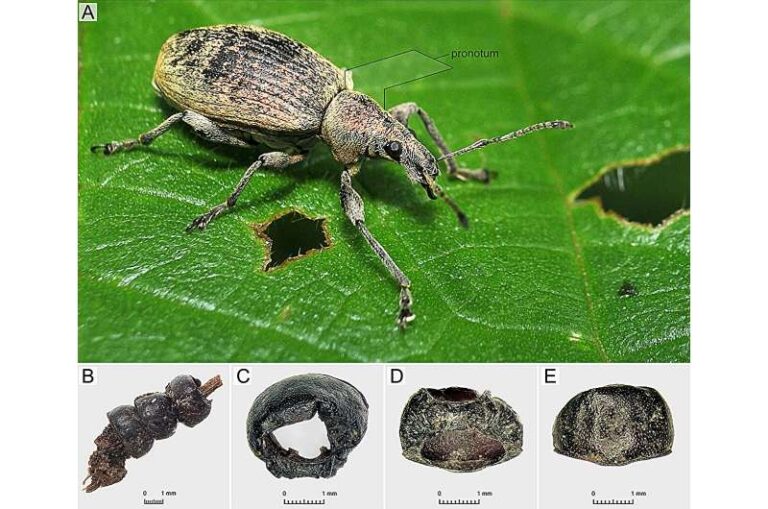 Polonia. Scoperto ornamento di coleotteri in una tomba dell’Età del Ferro