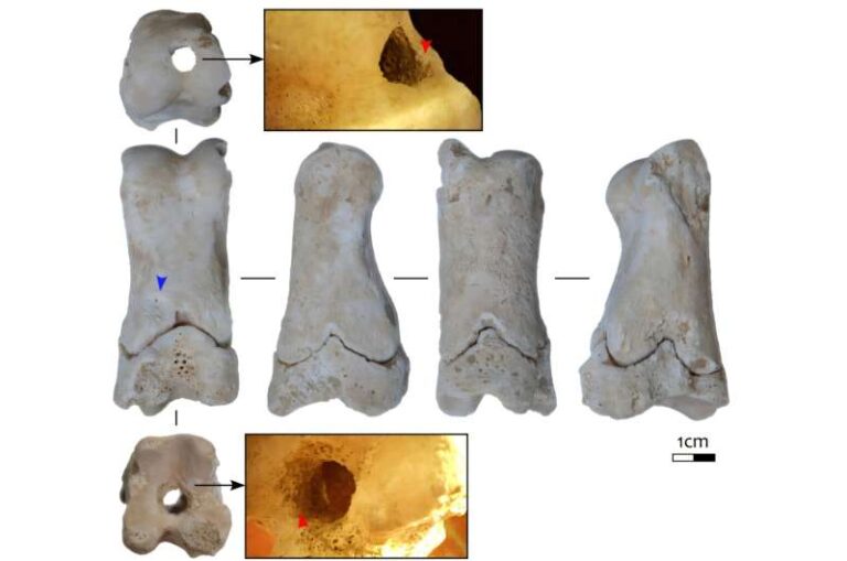 Il fischietto di Amarna. Antico reperto fa luce sul controllo dei lavoratori nell’Egitto dei faraoni.