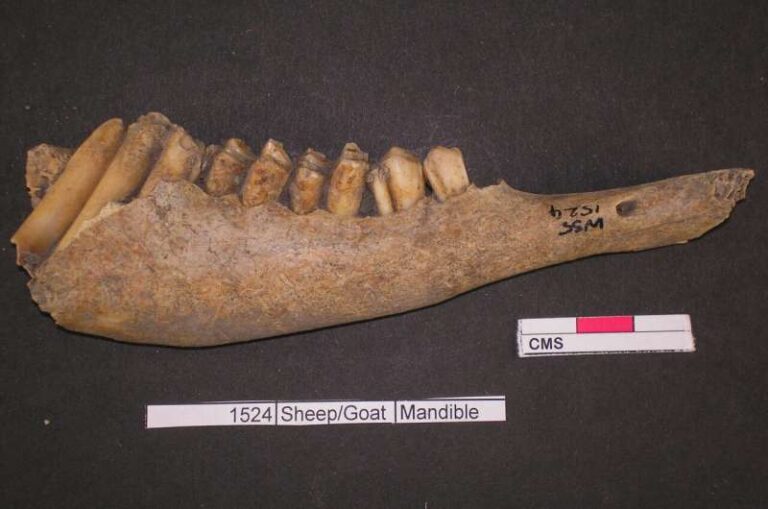 I banchetti dell’Età del Bronzo univano la Britannia: lo rivelano le ossa ritrovate nel Wiltshire