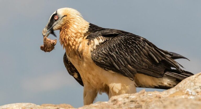 Spagna. Ritrovati reperti archeologici nei nidi degli avvoltoi