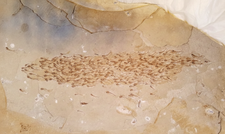 Pesci fossili: svelata la vita sociale di 50 milioni di anni fa