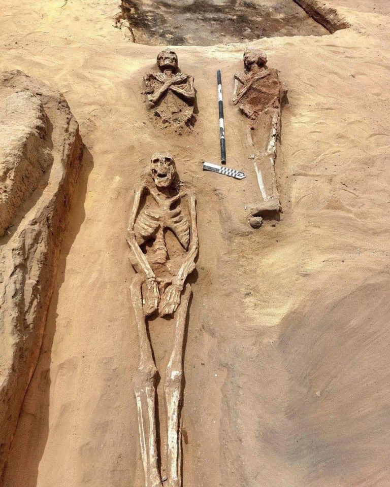 Three ancient skeletons unearthed in a sandy excavation trench, with a scale ruler nearby for measurements for context.