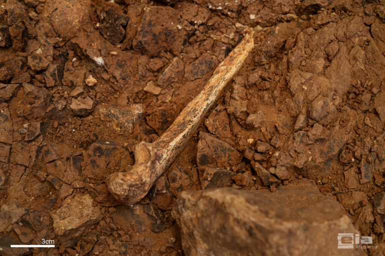 Bone fragment partially exposed in reddish excavated soil, with a 3 cm scale bar for size reference.
