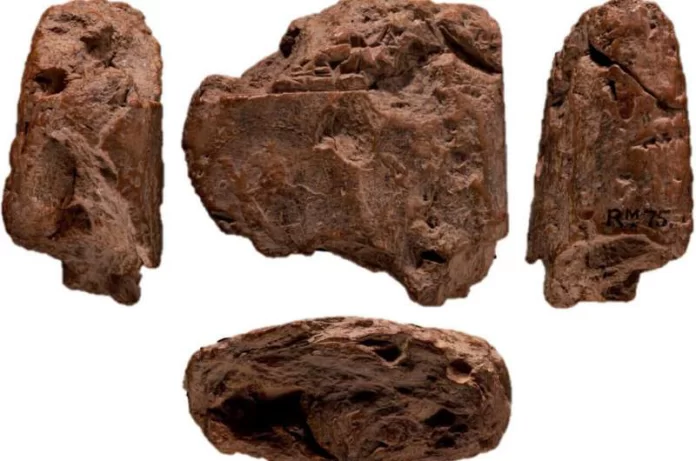 Four reddish-brown rock fragments shown from different angles on a white background.
