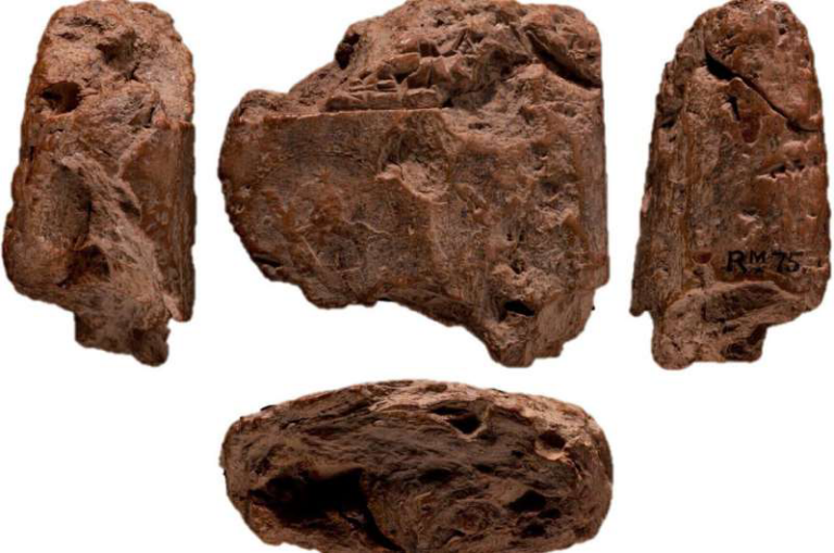 Four reddish-brown rock fragments shown from different angles on a white background.