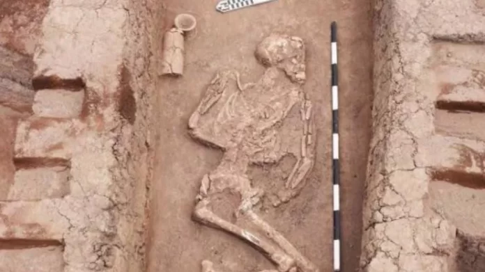 Archaeological excavation with a partially exposed human skeleton and bone fragments, alongside a measurement scale and tools in the dirt.