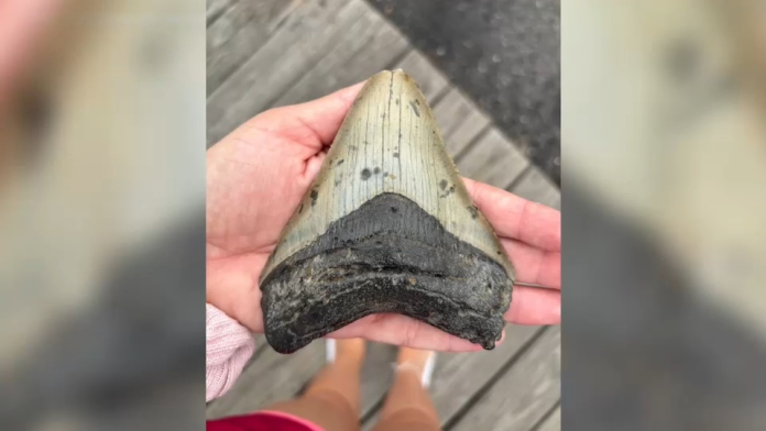 Megalodon_tooth Large fossil shark tooth (megalodon) held in hands over a wooden deck top.