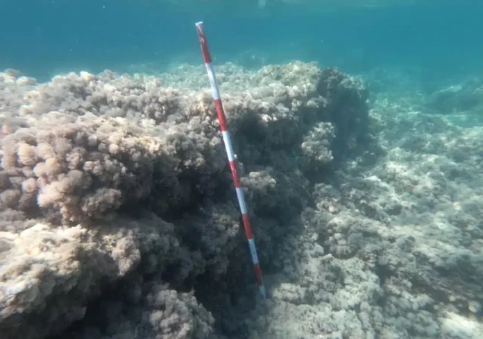 Porto Underwater scene of a coral reef with a red-and-white striped measuring rod standing upright among the rocks.